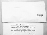 Valsa pustulata image